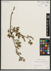 Foto von Salix appendiculata Vill.